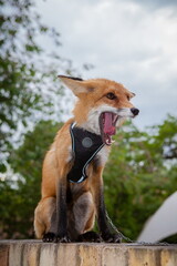funny good fox yawns