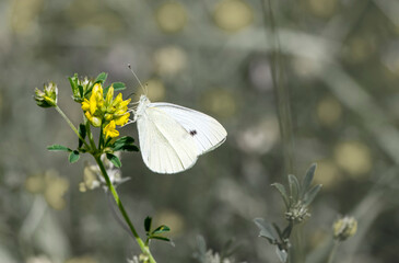 Kohlweißling an gelber Blüte