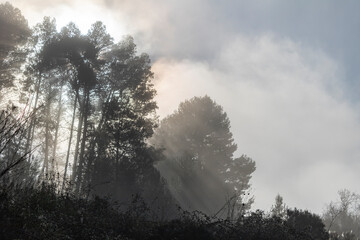 Foggy day with the sun rising through the trees.