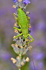 Macro of green grasshopper on lavender flower, seen from above