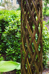 Danish roots, willow, wicker trees, garden composition