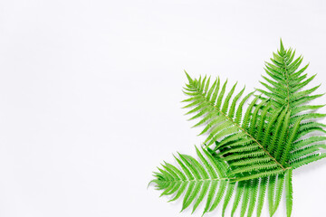 Fern leaves on a white background. Minimalism. Space for text, banner. The view from the top.