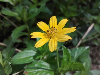 yellow flowers in the garden