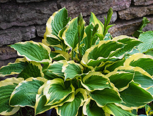 hosta plantain with green and yellow striped leaves