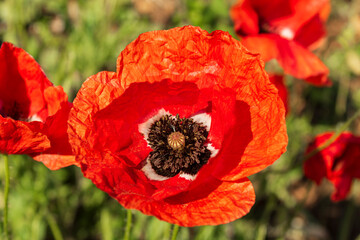 Detail photography of a poppy.