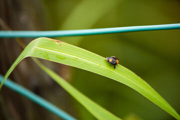 ナミテントウ