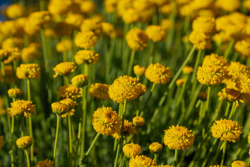 Obraz premium Mount chamomile ready to harvest.