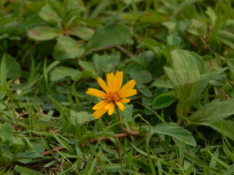 FOTO MACRO