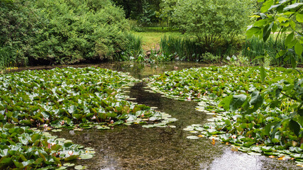 Summer garden in a green forest with a lake and water lilies