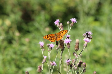 Beautiful butterfly sitting on flower in garden