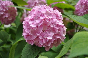 pink hydrangea flower bloom in the botanical garden