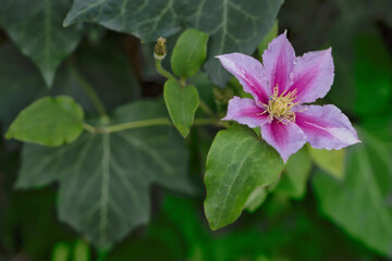 Pink Clematis Flower On Ivy
