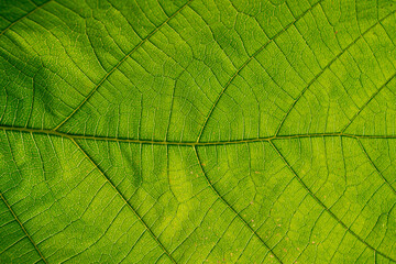 Naklejka na ściany i meble Green leaf texture/ Fractals on a leaf