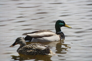 RIVIÈRE DES PRAIRIES , LAVAL, QUÉBEC, CANADA
