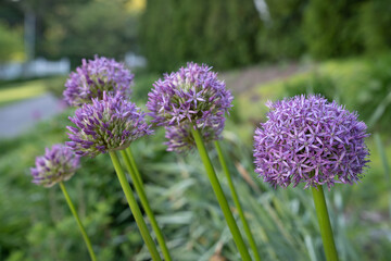 Allium Flowers in a summer garden. High quality photo