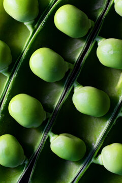 Fresh Homegrown Green Peas In Moody Dark Photography