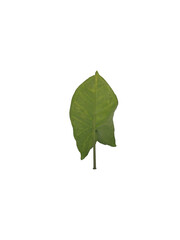 tropical green leafs isolated on white background