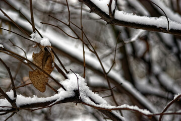 old leaf on a branch in winter, Moscow