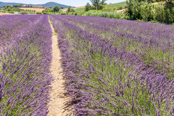 Fototapeta na wymiar Beautiful lavender field in the Tuscan countryside near the village of Santa Luce, Italy