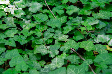 European ivy background growing in Weissensee Jewish cemetery Berlin Germany