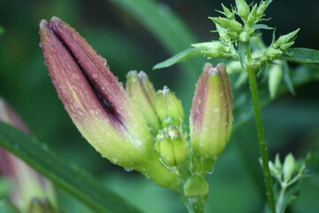 FLEUR EN DÉVELOPPEMENT