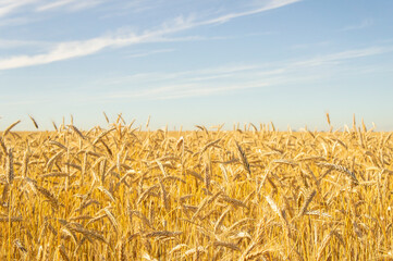 Wheat fields. Golden wheat ears close up. Backgrounds of ripening ears of wheat field. Rich harvest concept. For design rural booklet