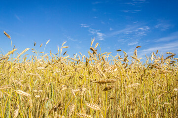 Wheat fields. Golden wheat ears close up. Backgrounds of ripening ears of wheat field. Rich harvest concept. For design rural booklet