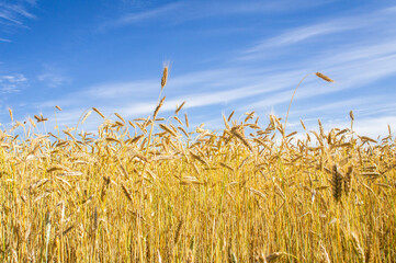 Wheat fields. Golden wheat ears close up. Backgrounds of ripening ears of wheat field. Rich harvest concept. For design rural booklet