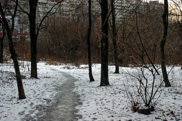 path through the winter forest, Moscow