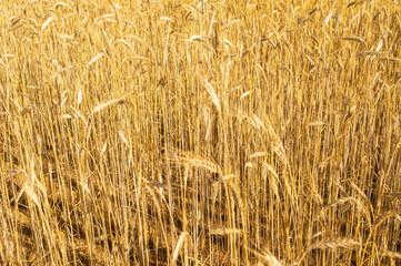 Cereal plants ears of corn ripened in the field. Agricultural background