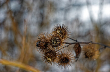 thorns on a Bush in winter, Moscow