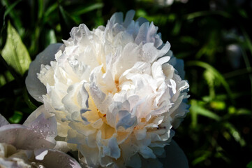 white peony flower with dew drops after rain