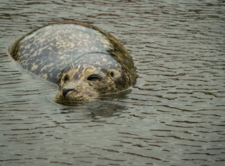 wild seal looking tired