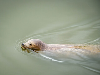young seal is having a look