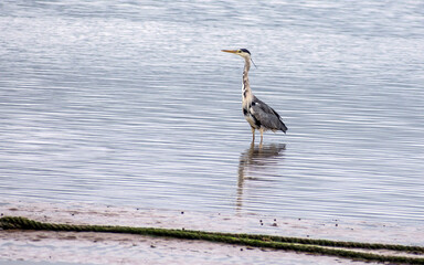 Grey Heron (Ardea Cinerea)