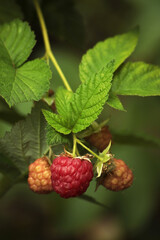 raspberry on a bush