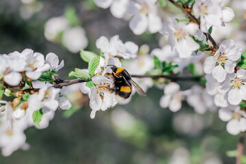 Bumblebee sits on a branch of a flowering tree. White cherry flowers. Green leaves of a tree. Bumblebee near. Bumblebee collects nectar. Wild bumblebee. White spring flowers. Flowers on a tree.