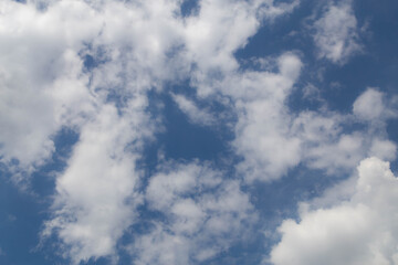 white lotus flowers in the lake