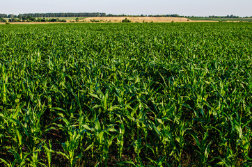 In the foreground is a field of corn and in the background are farmers fields where various agricultural crops are grown