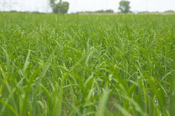 Obraz premium Rice fields in Thailand