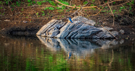 Kingfisher over the rock with fish in the beak