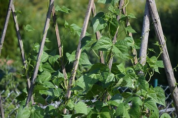 Runner beans