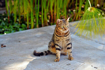 cat in the garden