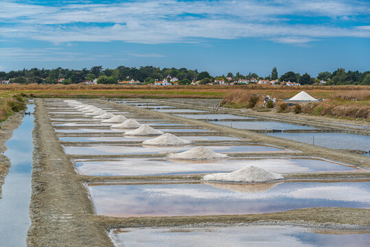 Saunier 이미지 찾아보기 714 스톡 사진, 벡터 및 비디오 Adobe Stock
