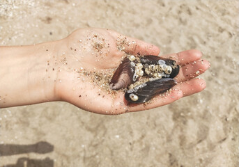 Girl on the beach in her hands holds seashells and sand close-up.