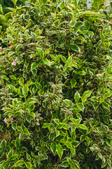 Texture, background of green foliage weigels.