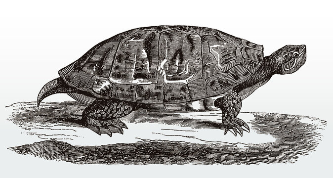 Northern red-bellied turtle or cooter, pseudemys rubriventris from the United States in side view after an antique illustration from the 19th century