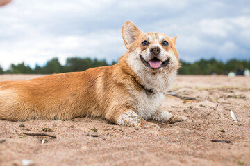 dog on the beach