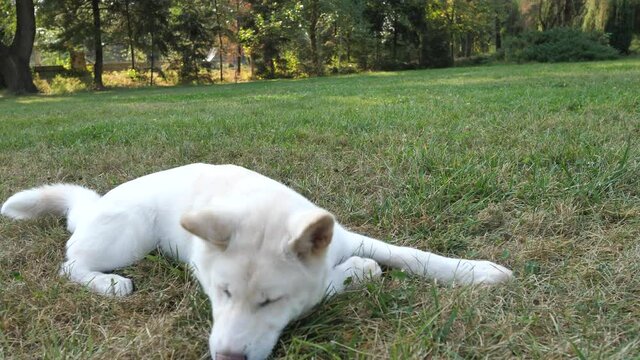 A white akita in the park on a sunny autumn day