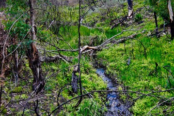 The water creek between the green grass in the Blue Mountains, Australia